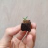 Soil blocker micro20 - obrazek 4