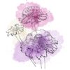 Cynia 'Zinderella Fashion'