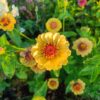 Cynia 'Queeny Lemon Peach' - obrazek 2