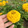 Cynia 'Oklahoma Golden yellow' - obrazek 2