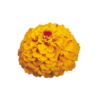 Cynia 'Oklahoma Golden yellow' - obrazek 3