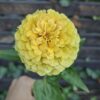 Cynia 'Queeny Lemon Peach' - obrazek 4