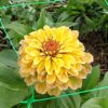 Cynia 'Queeny Lemon Peach' - obrazek 3