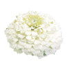 Cynia 'Oklahoma White' - obrazek 2